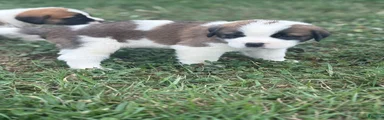 Zuma 