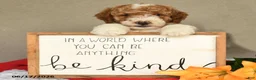 Mini Goldendoodle dogs for sale: Sailor - Ad 3