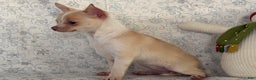 Chihuahua dogs for sale: Kora - Ad 6