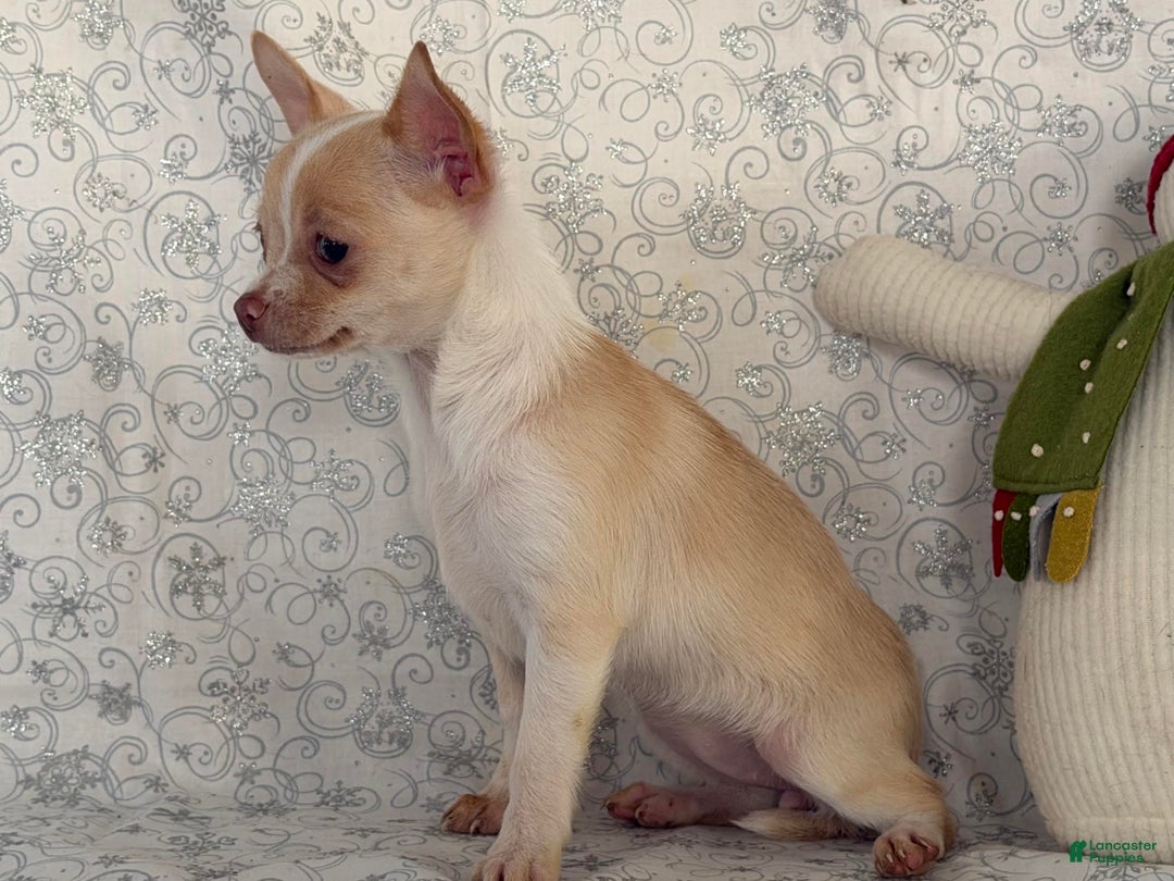 Chihuahua dogs for sale: Kora - Ad 6