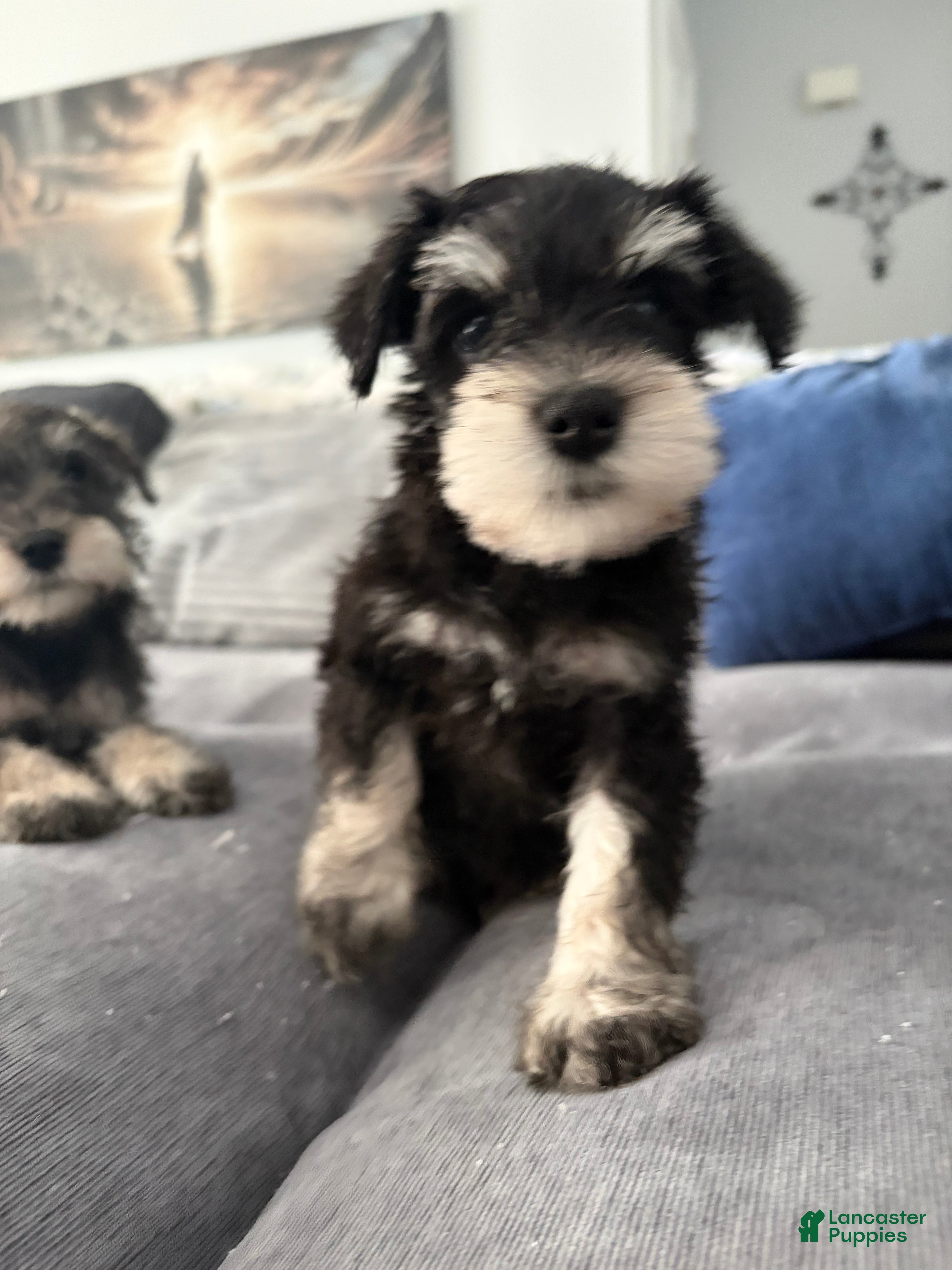 Miniature Schnauzer dogs Miniature Schnauzer 2 - Ad 2