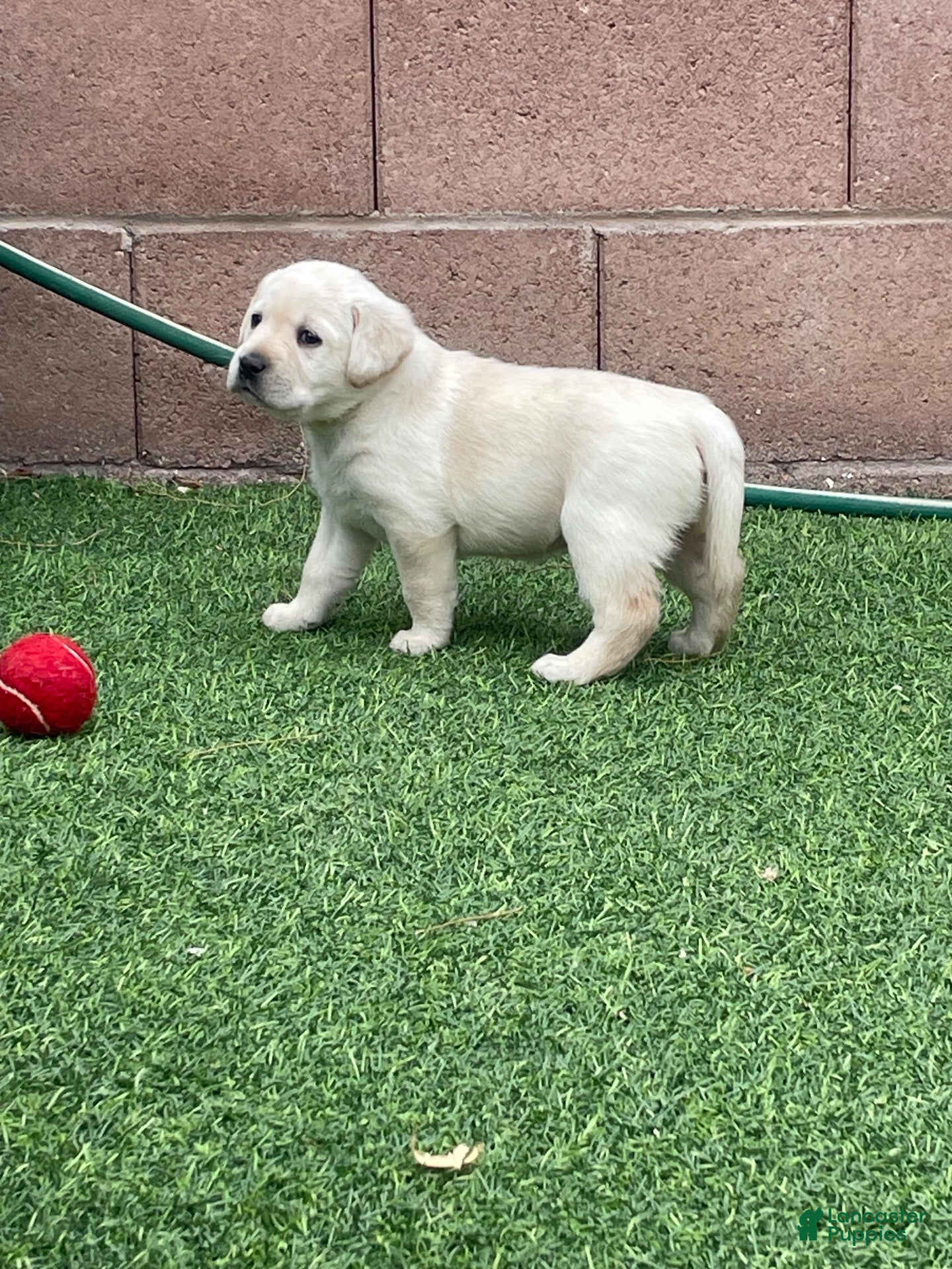 Labrador Retriever dogs Labrador Retriever 5 - Ad 29