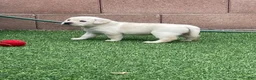 Labrador Retriever dogs for sale: Labrador Retriever 5 - Ad 1
