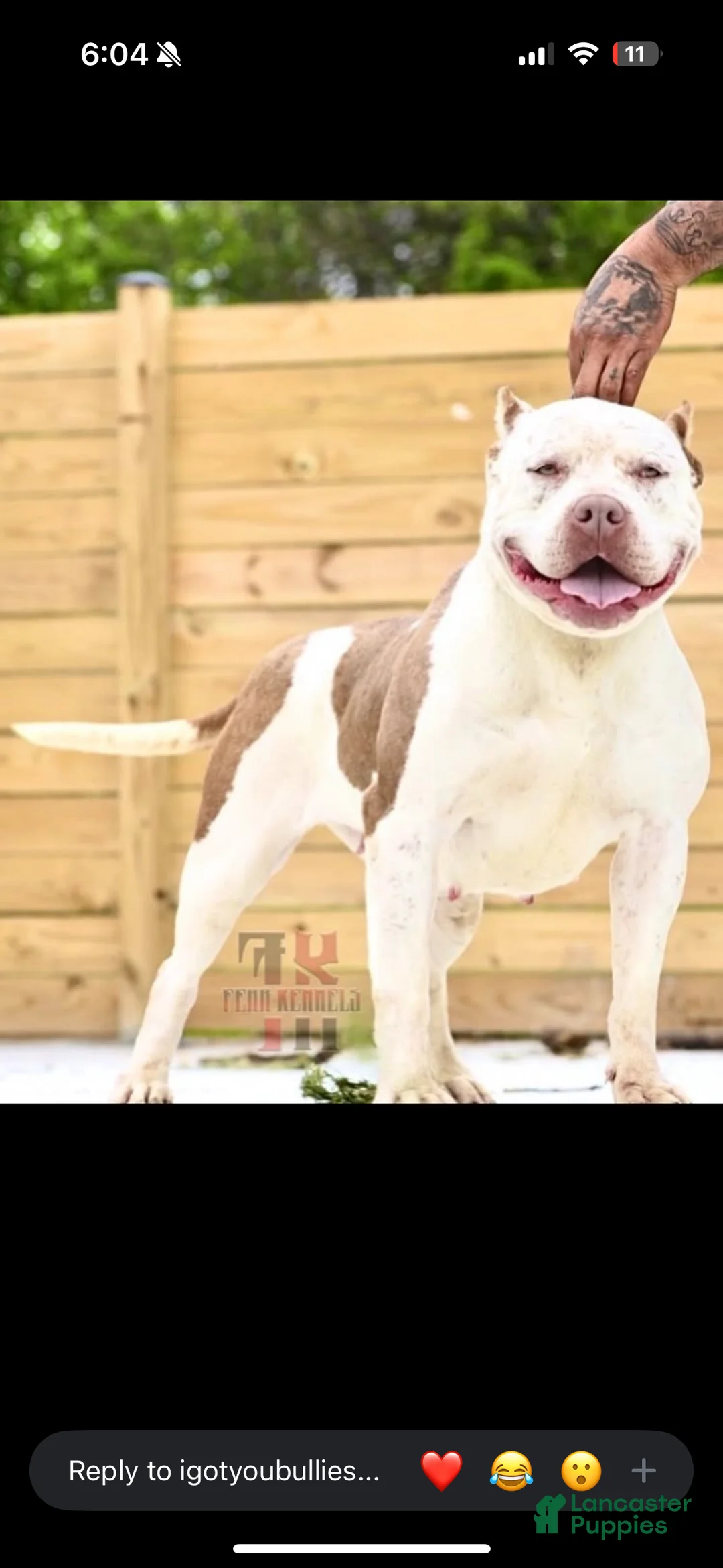 American Bully dogs for sale: American Bully Puppy 3 - Ad 2