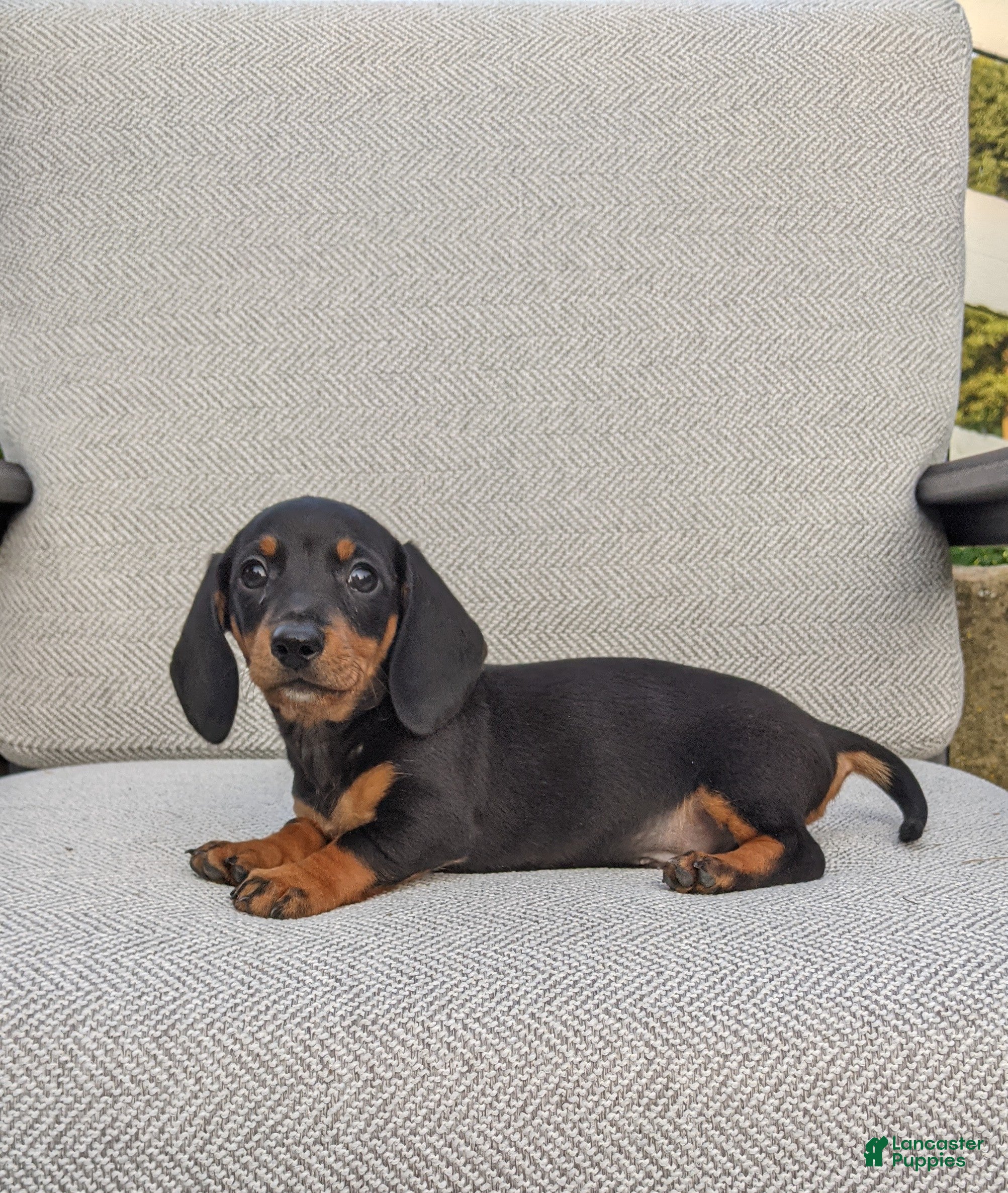 Miniature Dachshund dogs Freddie  - Ad 2