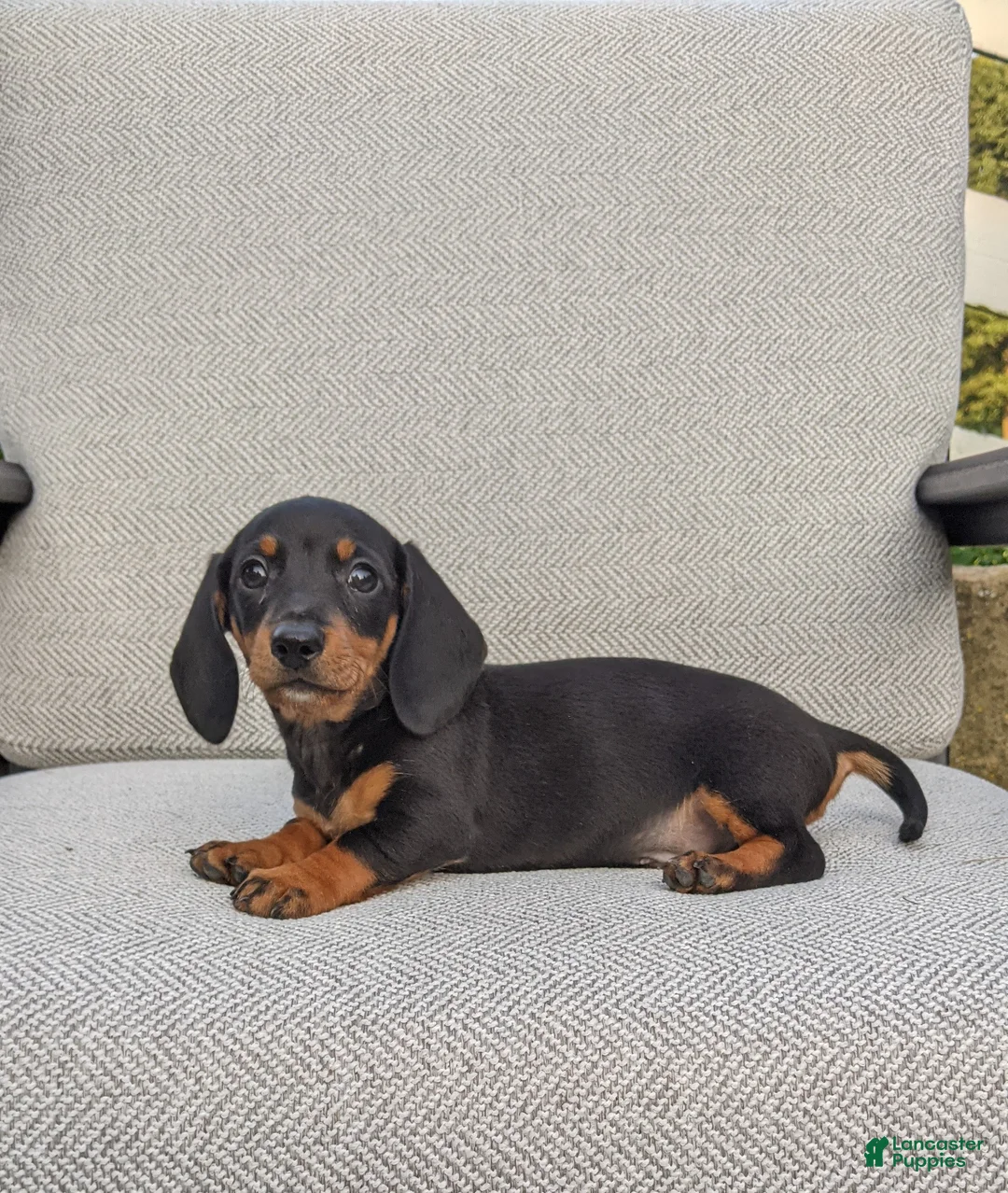 Miniature Dachshund dogs for sale: Freddie  - Ad 2
