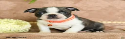 Boston Terrier dogs for sale: Reese - Ad 4