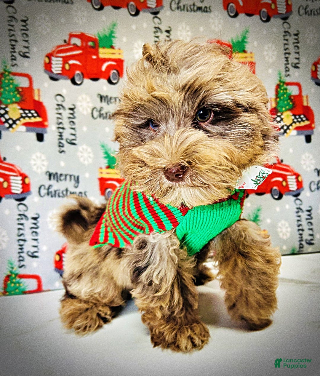 Havapoo dogs for sale: Yoda - Ad 1