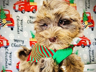 Havapoo dogs Yoda - Ad 11