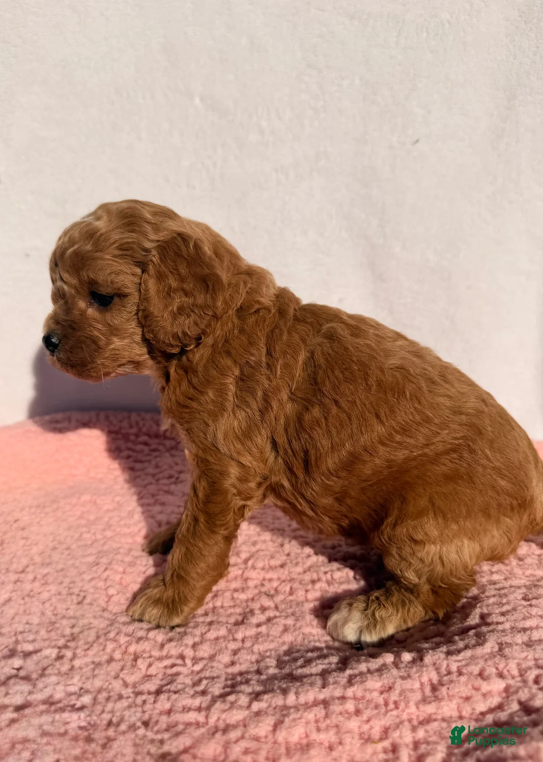 Cavapoo dogs for sale: Poppy - Ad 2