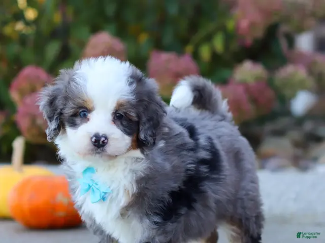 Mini Bernedoodle dogs for sale: Coven - Ad 2