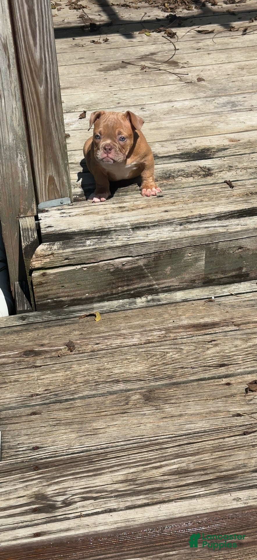 American Bully dogs Princess Peach - Ad 1
