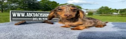 Miniature Dachshund dogs for sale: AKC Russian Ch line - Ad 14