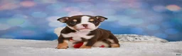 English Bulldog dogs for sale: Claire - Ad 4