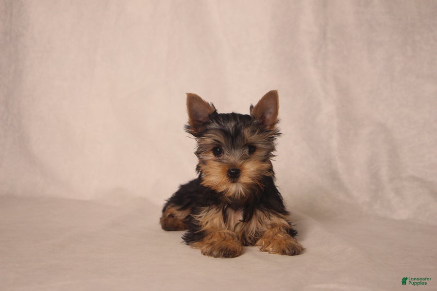 Yorkshire Terrier dogs Lacie - Ad 1
