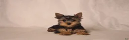 Yorkshire Terrier dogs for sale: Lacie - Ad 1