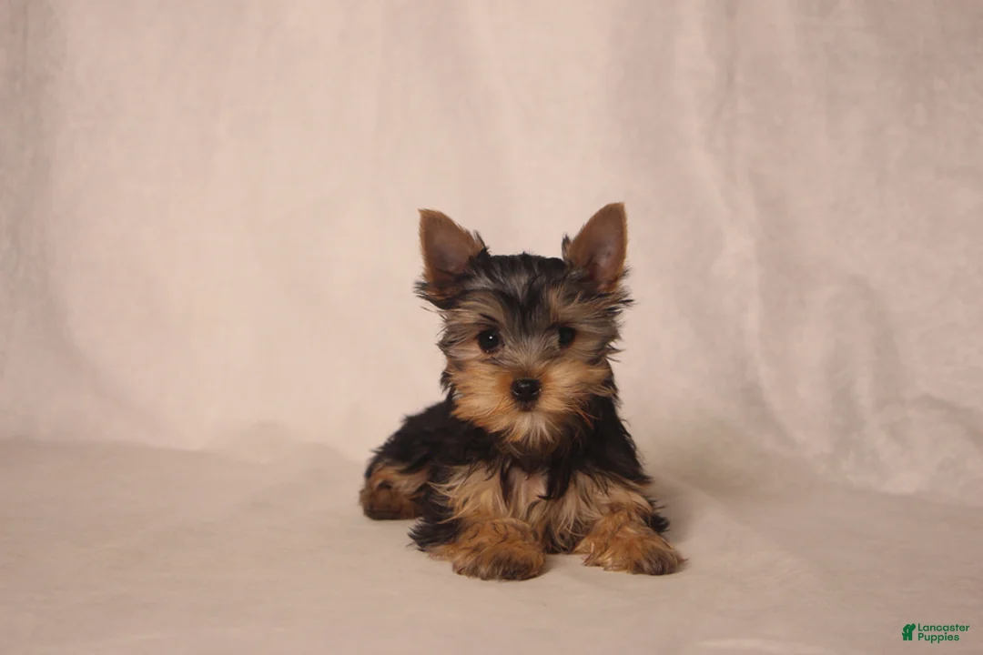 Yorkshire Terrier dogs for sale: Lacie - Ad 1