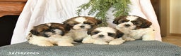 Shih Tzu dogs for sale: Cherry - Ad 5