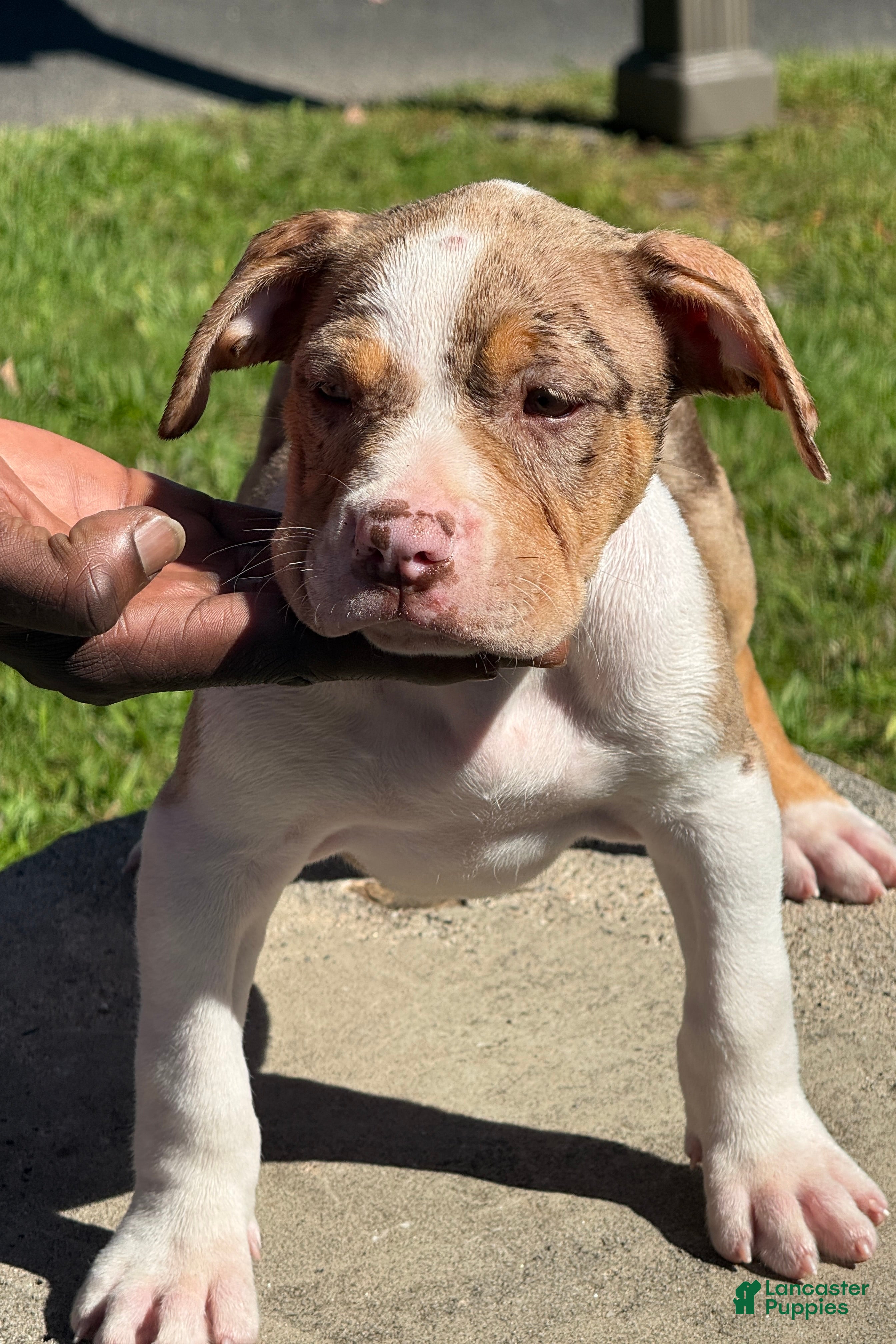 American Bully dogs for sale: The Olsen twins / Ashley - Ad 1