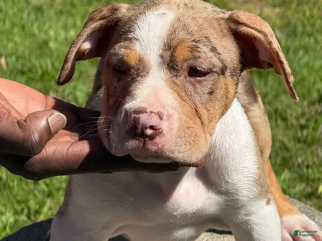 American Bully dogs for sale: The Olsen twins / Ashley - Ad 1