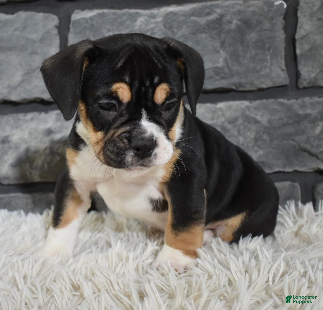 Mixed Breed dogs for sale: Diesel  - Ad 2