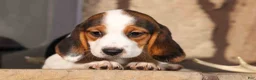 Beagle dogs for sale: Dottie🎀 - Ad 10