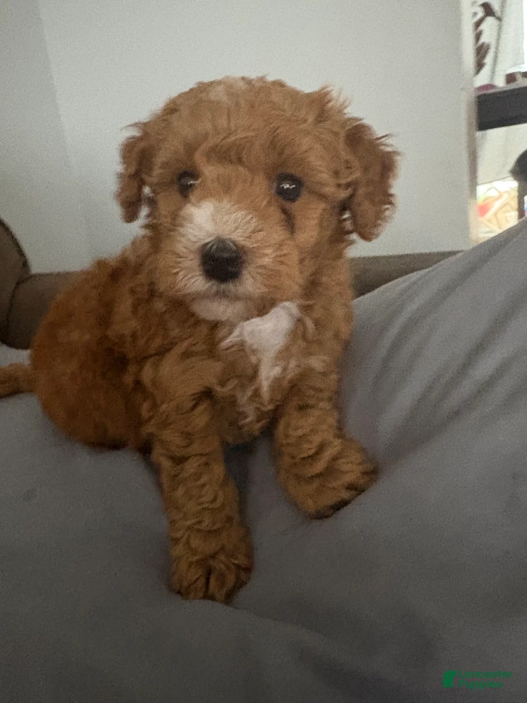 Goldendoodle dogs for sale: Goldendoodle Puppy 1 - Ad 6