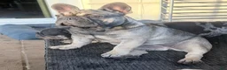 French Bulldog dogs for sale: Liza - Ad 5