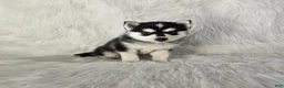 Pomsky dogs for sale: Aurora - Ad 3