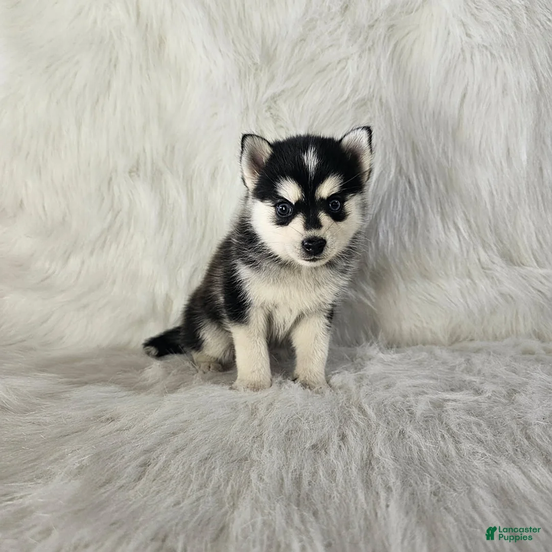 Pomsky dogs for sale: Aurora - Ad 3