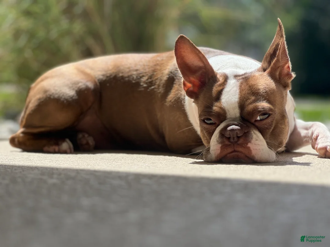 Boston Terrier dogs for sale: Boston Terrier Puppy 2 - Ad 3