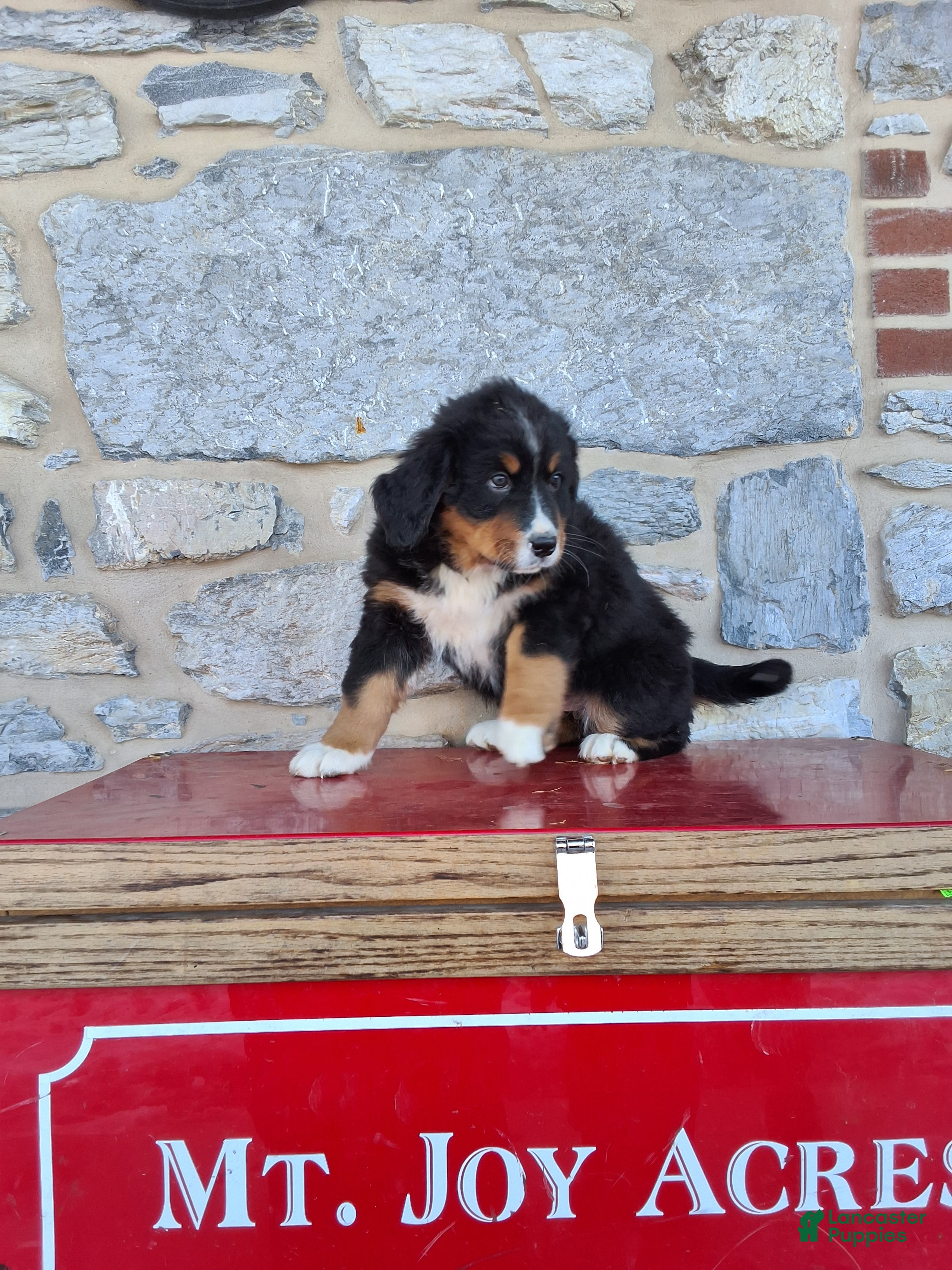 Bernese Mountain Dog dogs Bernese Mountain Dog Puppy 3 - Ad 1