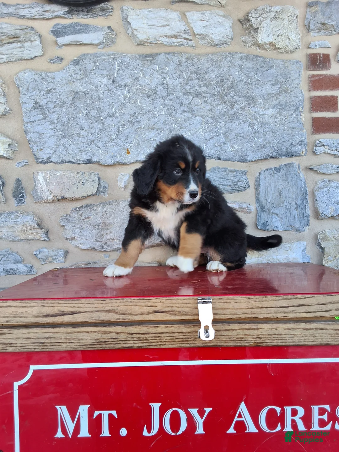 Bernese Mountain Dog dogs for sale: Bernese Mountain Dog Puppy 3 - Ad 1