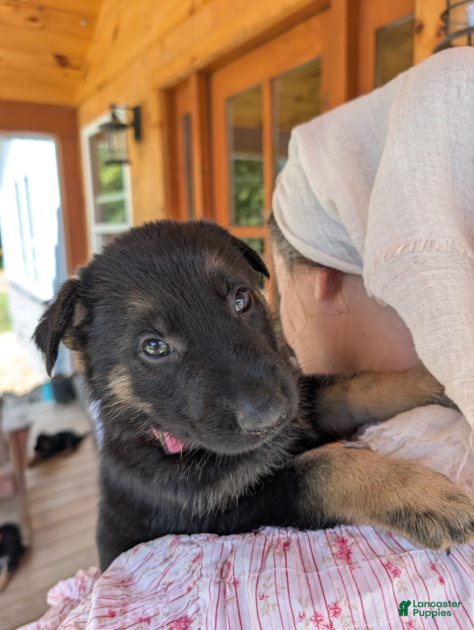 German Shepherd dogs ♥️SWEET RUBY♥️ - Ad 2