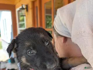 German Shepherd dogs ♥️SWEET RUBY♥️ - Ad 2