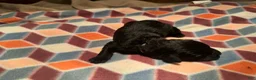 Giant Schnauzer dogs for sale: Garnett  - Ad 4