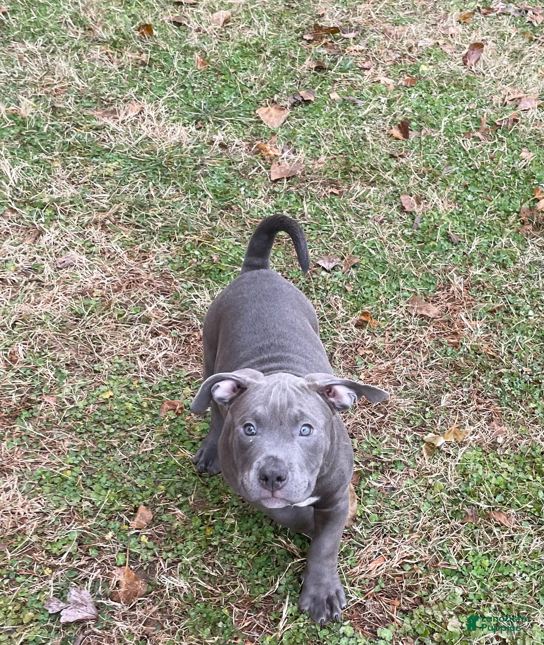 American Bully dogs Rocko - Ad 2