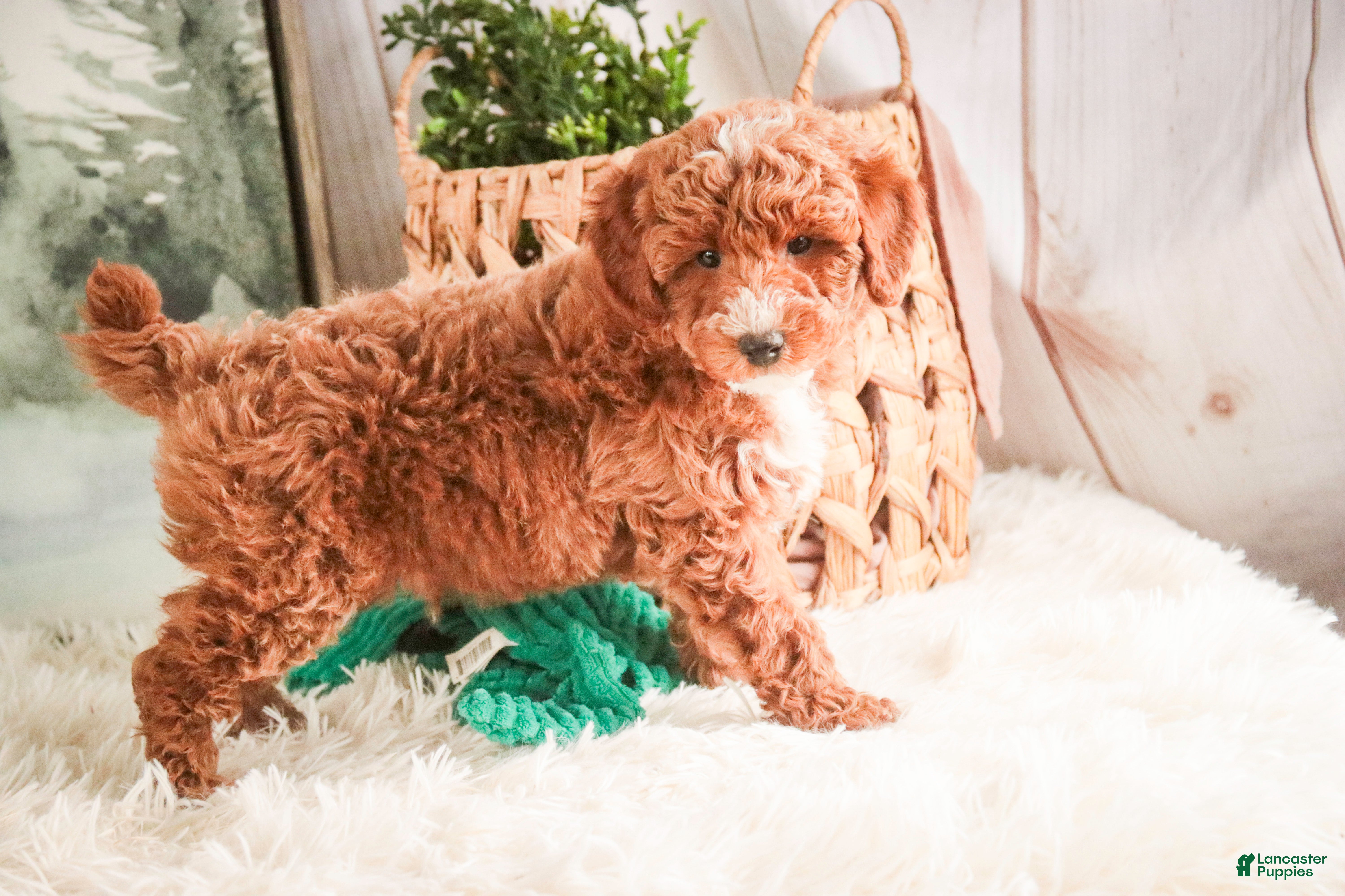 Miniature Poodle dogs Jasper - Ad 1