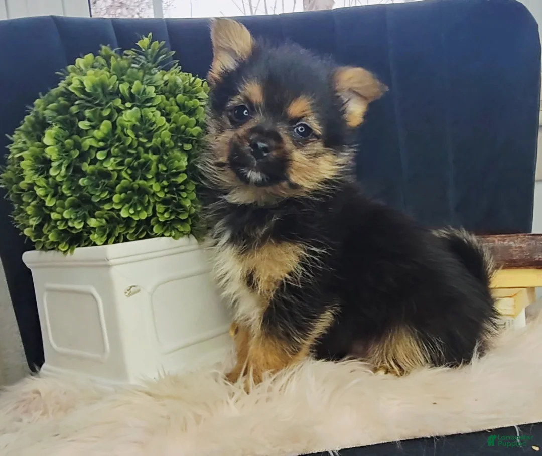 Mixed Breed dogs for sale: Louis - Ad 1