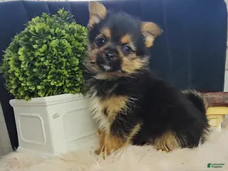 Mixed Breed dogs Louis - Ad 21