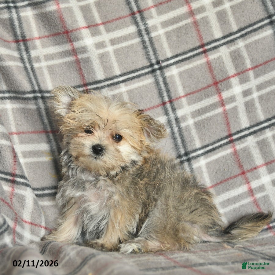 Morkie dogs Nala - Ad 2