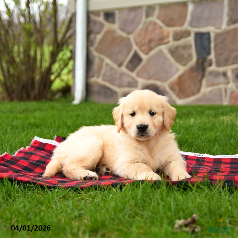Golden Retriever dogs Rhoda - Ad 1