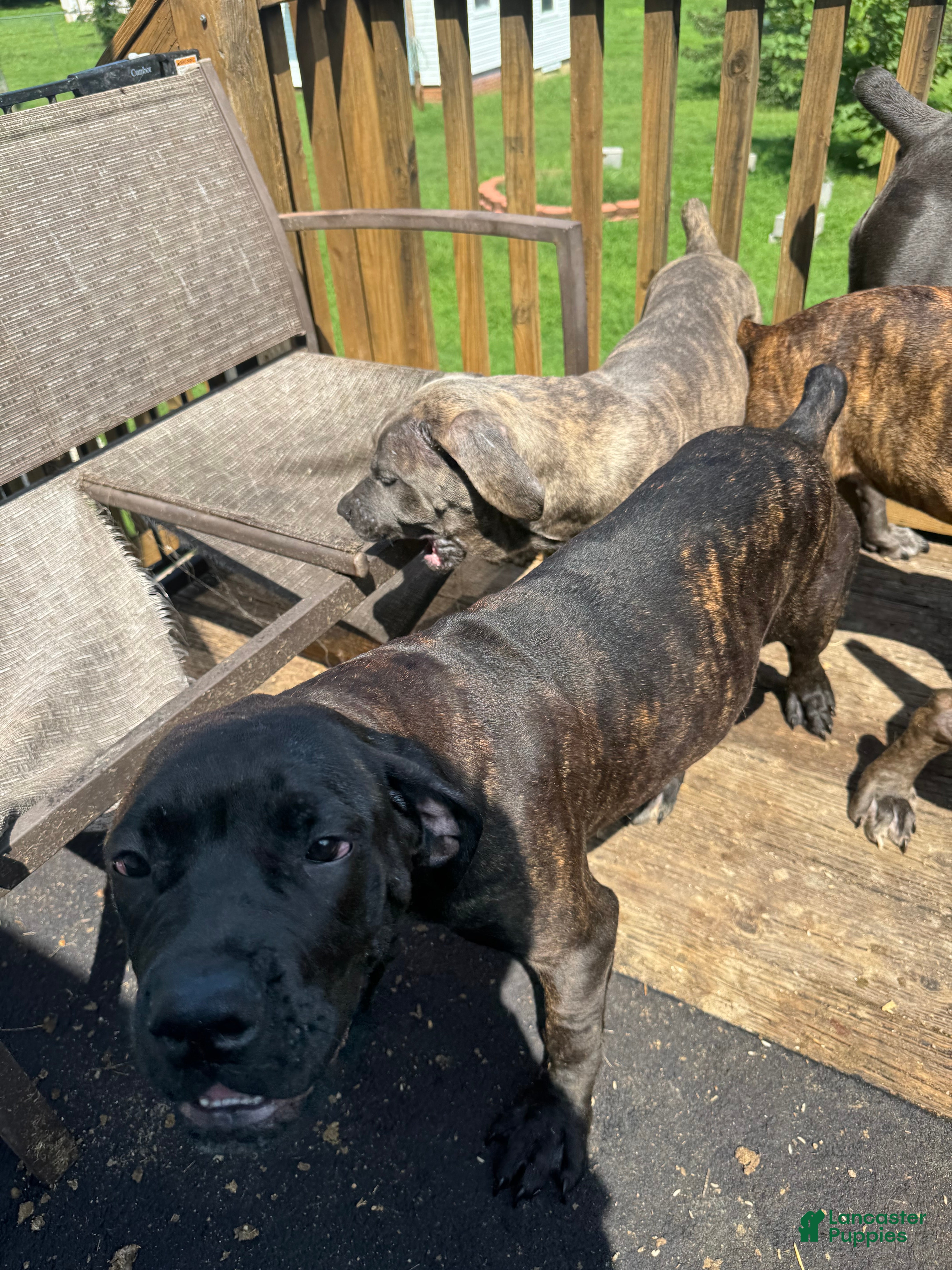 Cane Corso dogs Shae - Ad 2