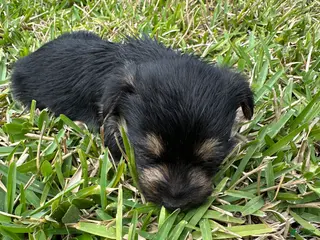 Mixed Breed dogs Yorkie 2 - Ad 32