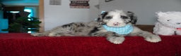 Sheepadoodle dogs for sale: Blaze - Ad 6