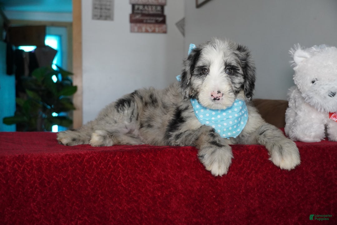 Sheepadoodle dogs for sale: Blaze - Ad 6