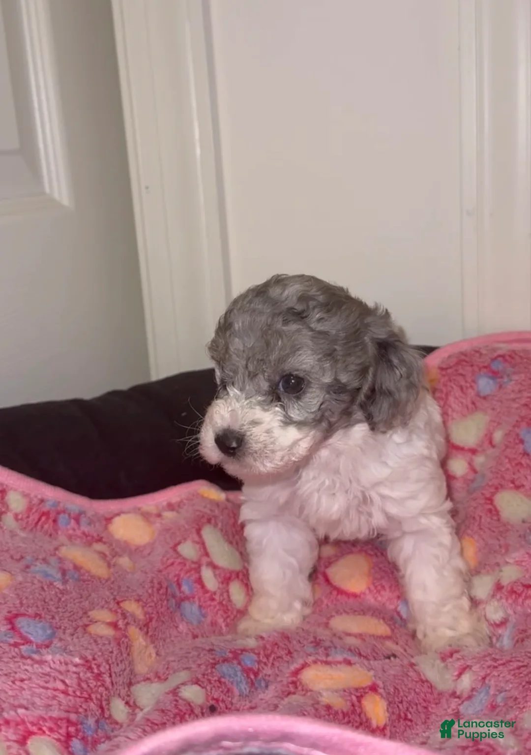 Miniature Poodle dogs for sale: Miniature Poodle 6 - Ad 2