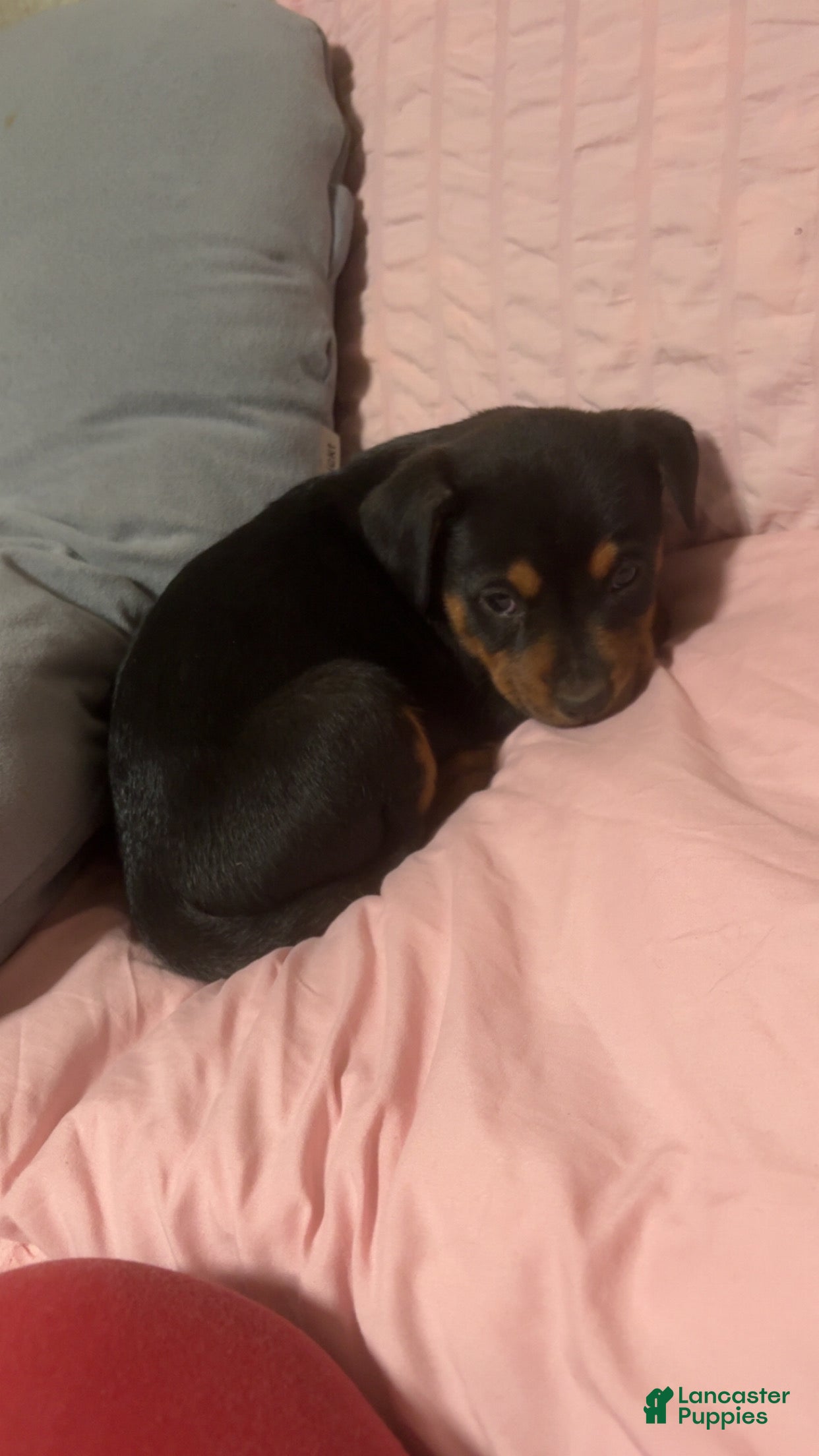 Mixed Breed dogs Mixed Breed Puppy 1 - Ad 14