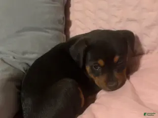 Mixed Breed dogs Mixed Breed Puppy 1 - Ad 14