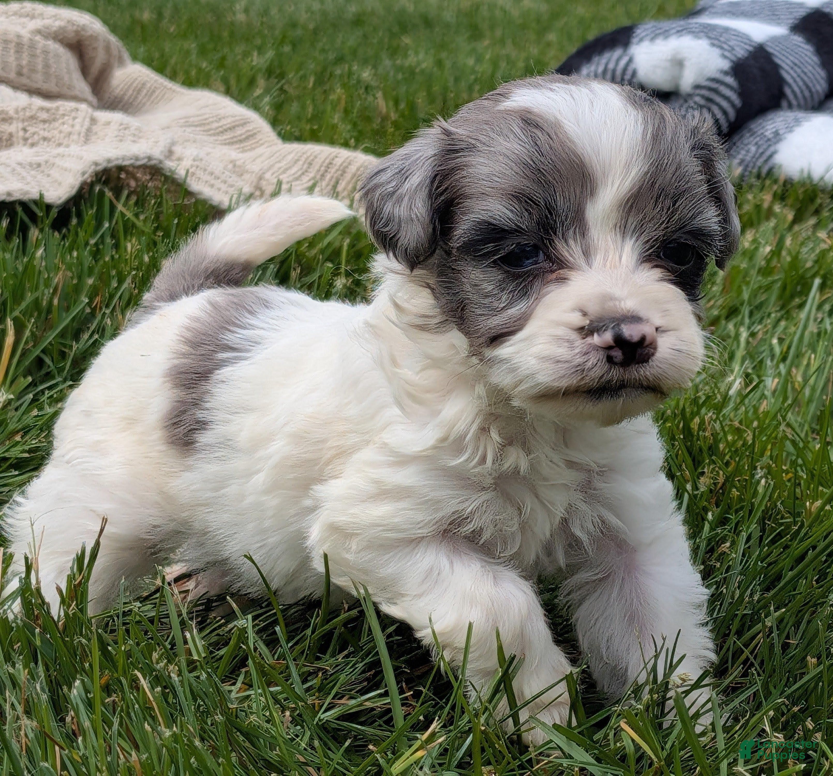 Havapoo dogs Harper - Ad 1